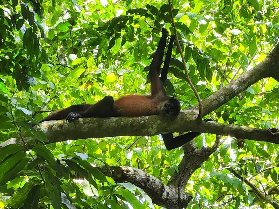 View from above of Playa Sombrero including the beach house of Paz and the Beach Lounge