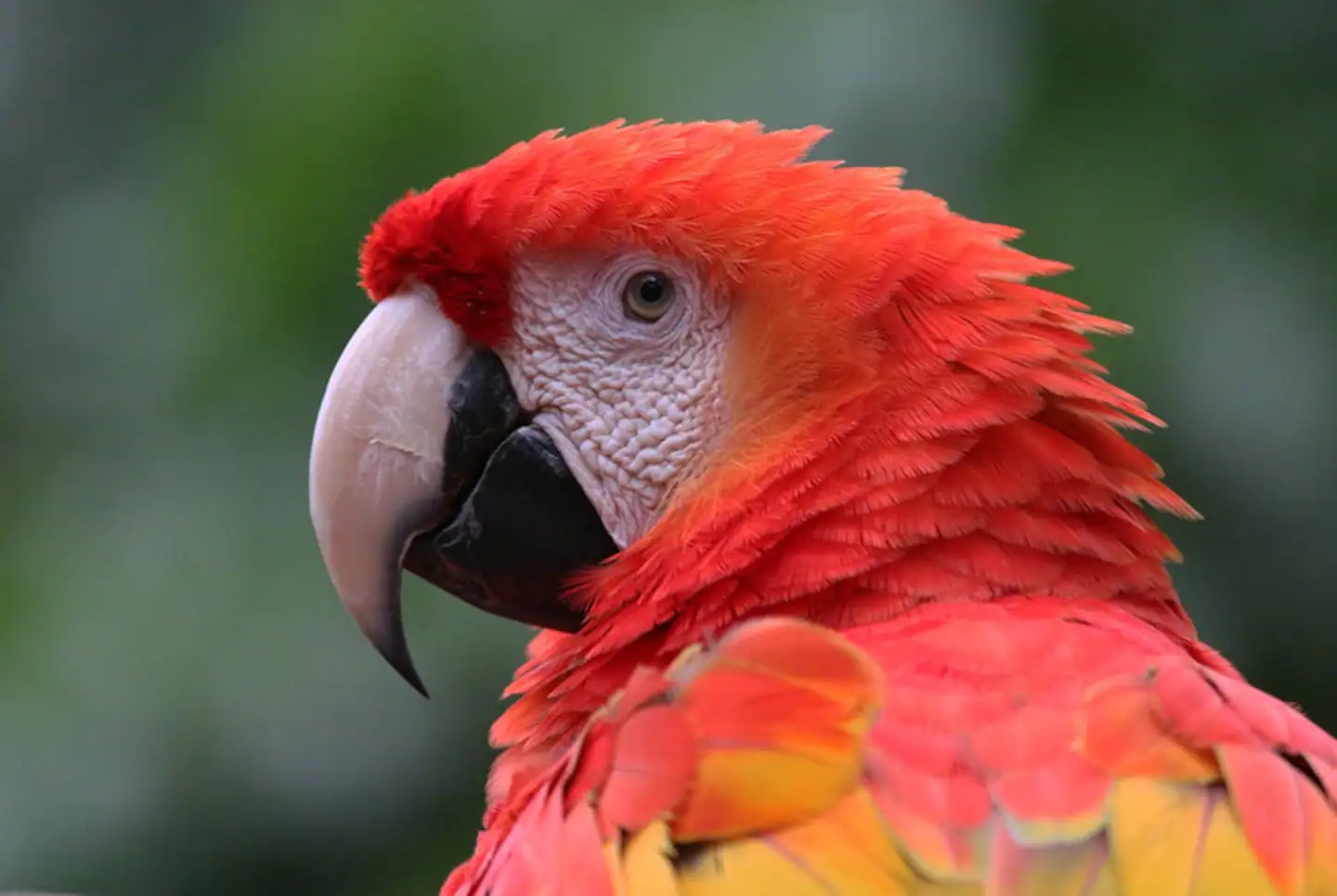 View from above of Playa Sombrero including the beach house of Paz and the Beach Lounge